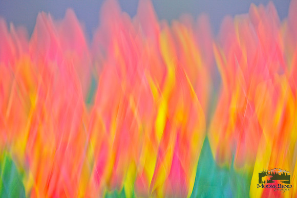 Tulips - Abstract