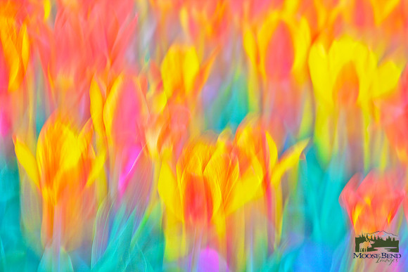 Tulips - Abstract