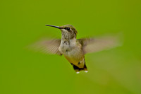 Caught in Flight
