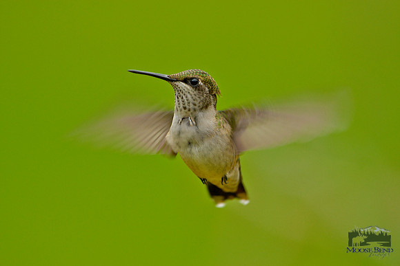 Caught in Flight