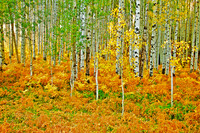 Fall Colors on McClure Pass