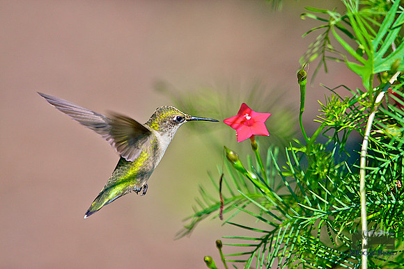 Caught in Mid-Air
