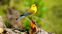 Prothonotary Warbler