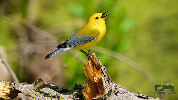Prothonotary Warbler