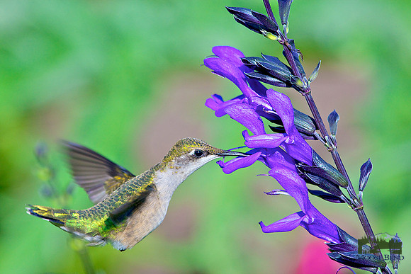 Ruby Throated Hummingbird on Salvia