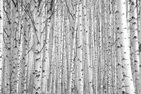 Aspens on McClure Pass