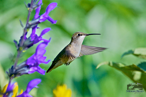 Ruby Throated Hummers Among the Salvia
