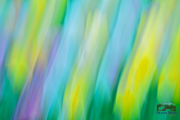 Tulipmania