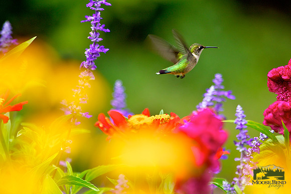 A Kaleidoscope of Colors