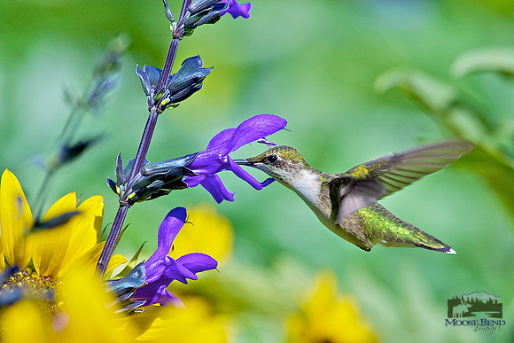 Ruby Throated Hummingbird on Salvia