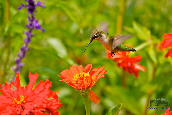 Among the Zinnias I