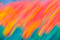 Tulips in the Breeze III - Abstract