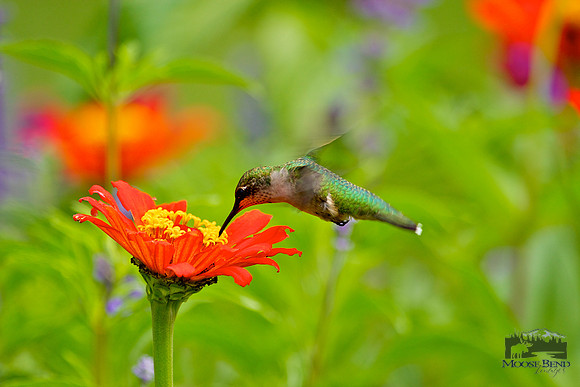 In the Garden