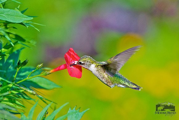 Ruby Throated Hummingbird on Cardinal Vine