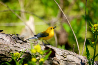 Prothonotary Warbler