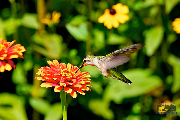 Ruby Throated in the Cutting Garden