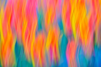 Tulips - Abstract