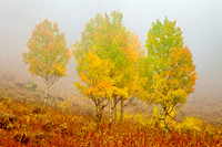 Aspens on Teton Pass