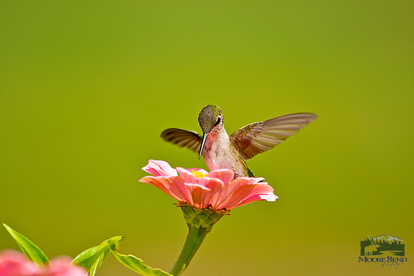 Junior on Zinnia