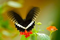 Wings in Motion