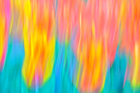 Tulips - Abstract