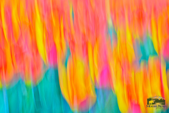 Tulips - Abstract