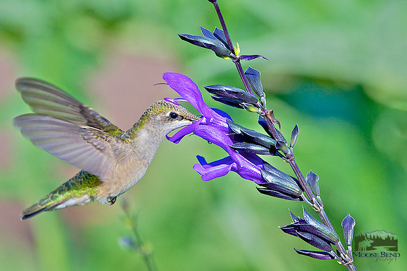 Ruby Throated Hummers Among the Salvia