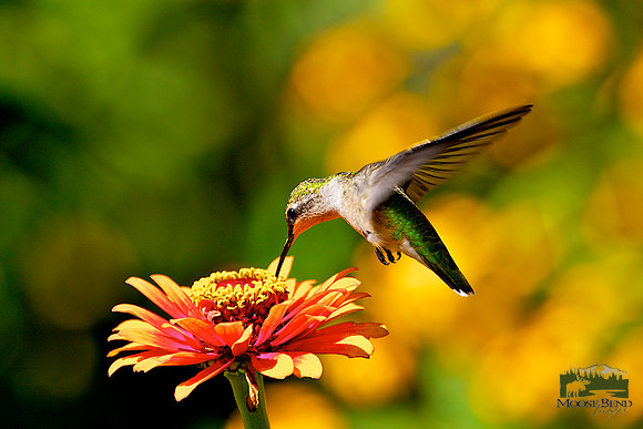 Ruby Throated in the Cutting Garden II