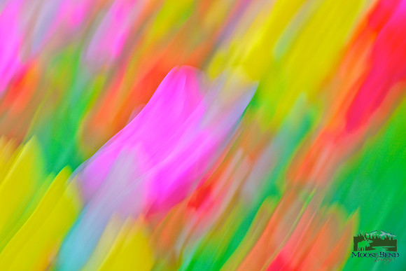 Tulipmania