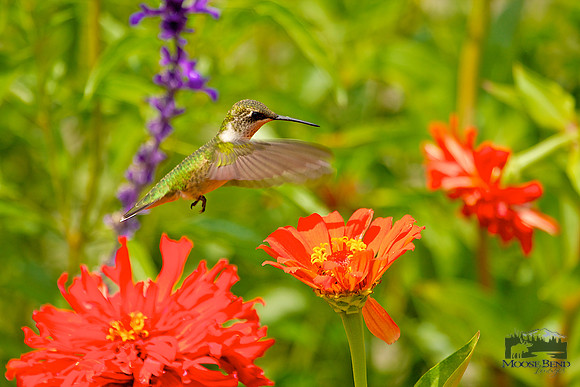 Among the Zinnias II