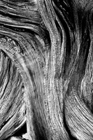Twisted Pine