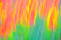 Tulips - Abstract