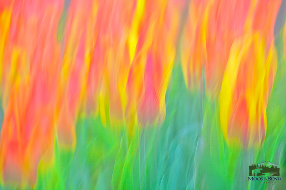 Tulips - Abstract