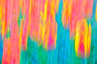 Tulips - Abstract