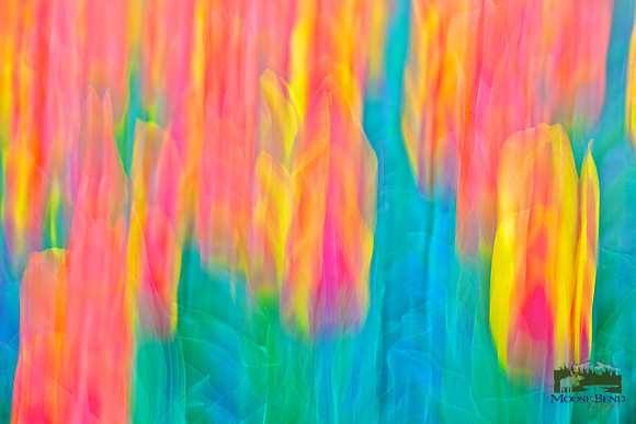 Tulips - Abstract