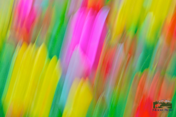 Tulipmania